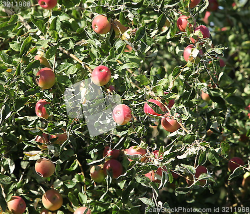 Image of Ripe apples  on the tree
