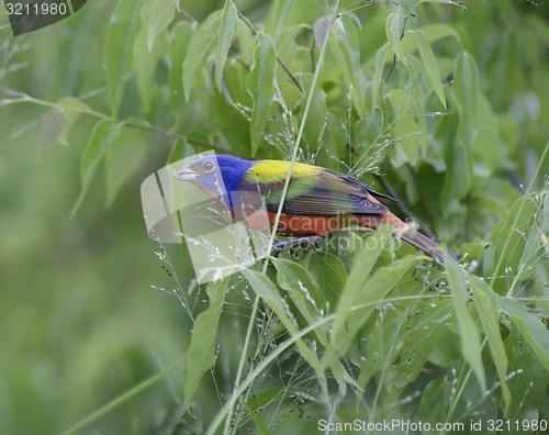 Image of Painted Bunting 