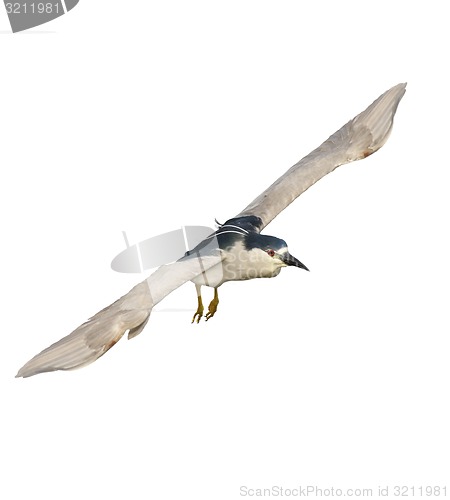 Image of Black-crowned Night Heron