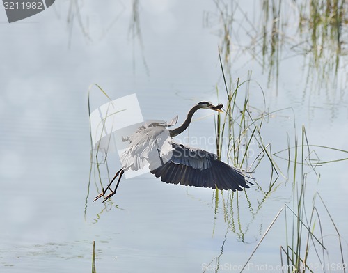 Image of Great Blue Heron