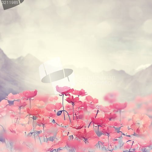 Image of  Poppy Flowers