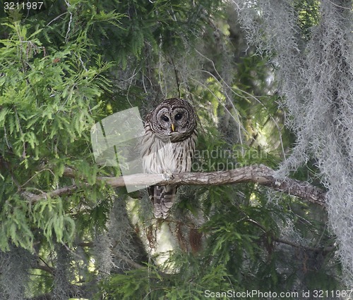 Image of Barred Owl