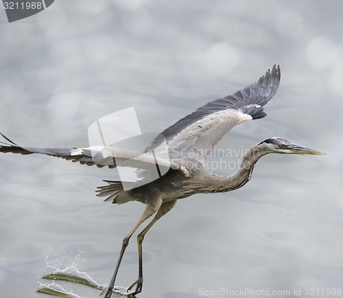 Image of Great Blue Heron In Flight