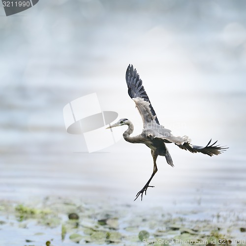 Image of Great Blue Heron 