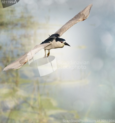 Image of Black-crowned Night Heron