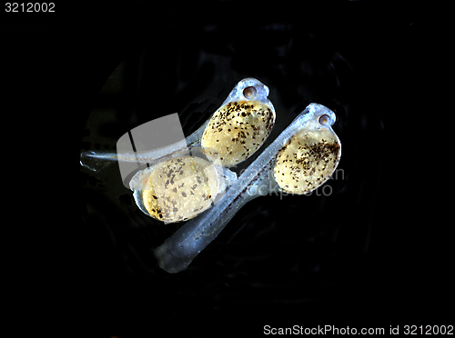 Image of Egg and new hatched larval fish of Convict Cichlid. Amatitlania Nigrofasciata.