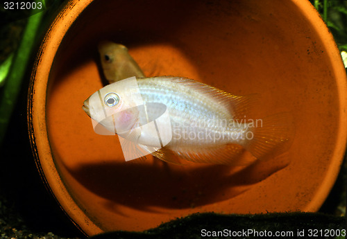 Image of Albino convict Amatitlania nigrofasciata, male.