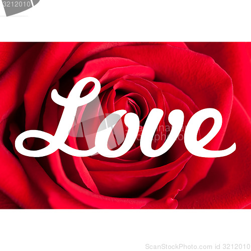 Image of Love Roses Background