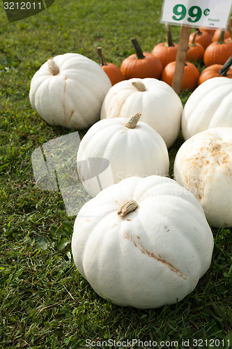 Image of White Pumpkins