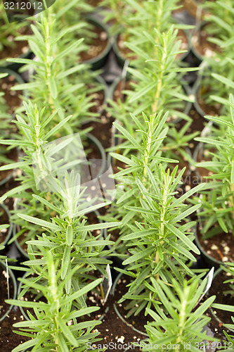 Image of Organic Rosemary Plants