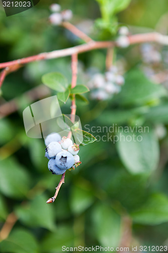 Image of Wild Blueberries