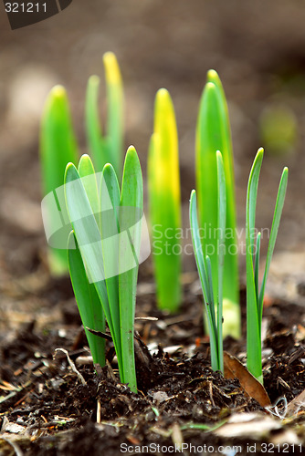 Image of Spring shoots