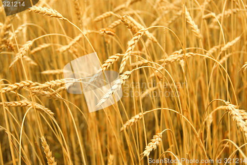 Image of Grain field