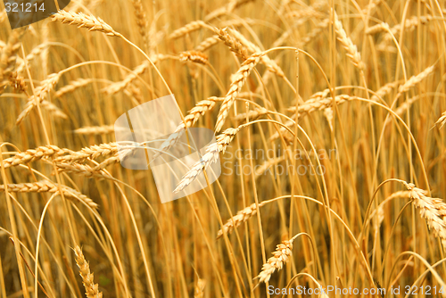 Image of Grain field