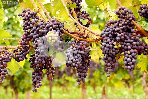 Image of Red grapes