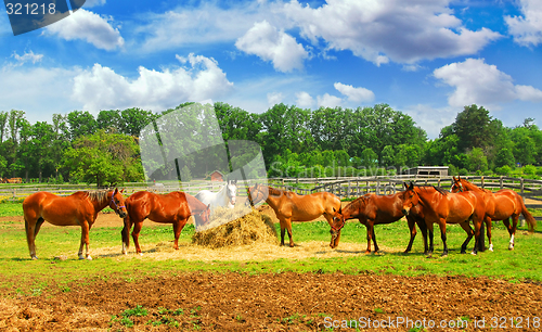 Image of Horses at the ranch