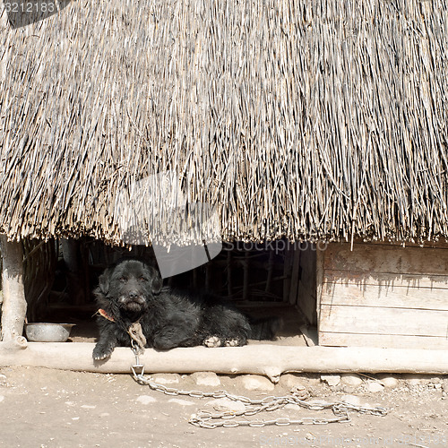 Image of dog kennel