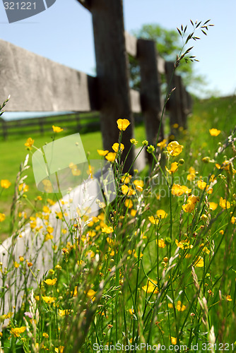 Image of Summer meadow