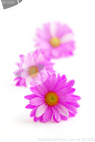 Image of Pink flowers