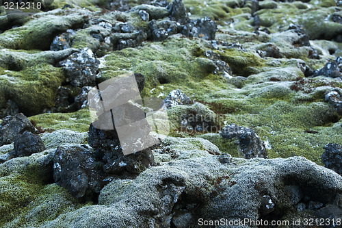 Image of Durable moss on volcanic rocks in Iceland