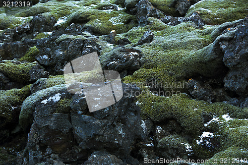 Image of Closeup of resistant moss on volcanic rocks in Iceland