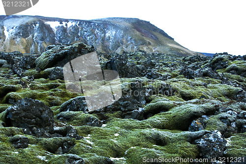 Image of Resistant moss on volcanic rocks in Iceland