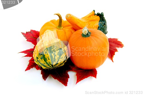 Image of Mini pumpkins