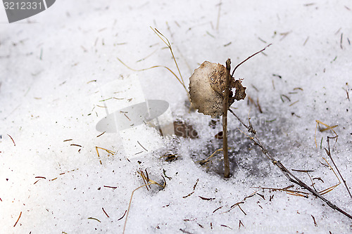 Image of Leaf on snow