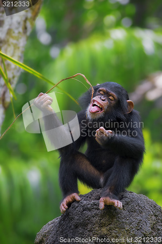 Image of Common Chimpanzee