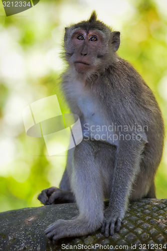 Image of Long-tailed Macaque Monkey