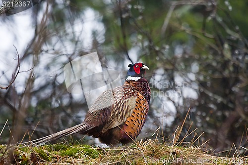 Image of male pheasant