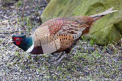 Image of pheasant cock