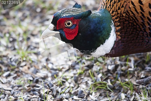 Image of pheasant cock