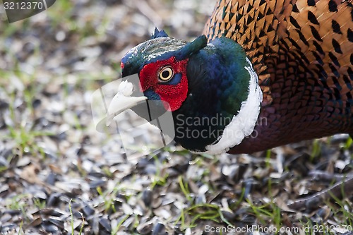 Image of male pheasant