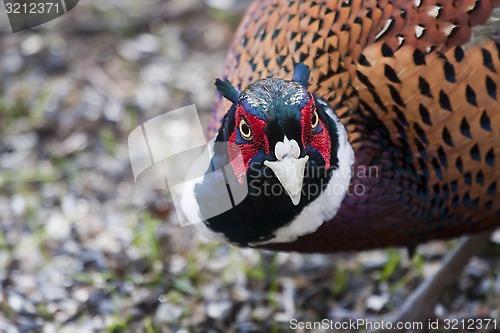 Image of pheasant cock