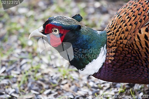 Image of pheasant