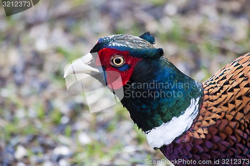 Image of pheasant cock
