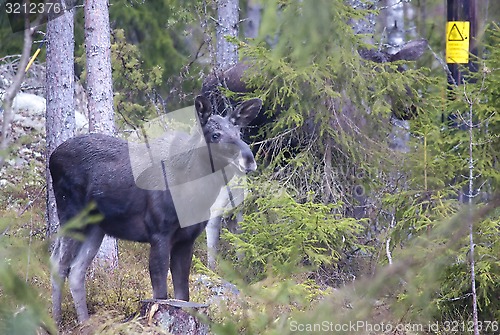 Image of moose calf