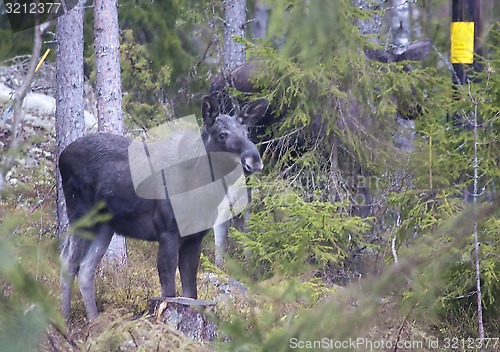 Image of moose calf
