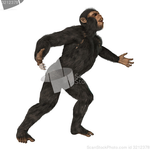 Image of Chimpanzee