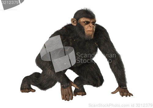 Image of Chimpanzee
