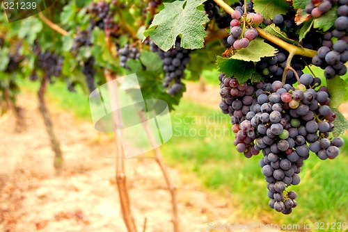 Image of Red grapes