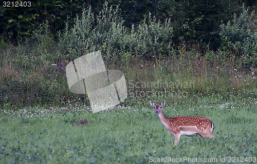 Image of fallow deer