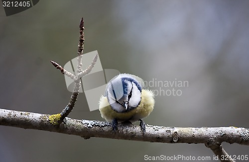 Image of blue tit