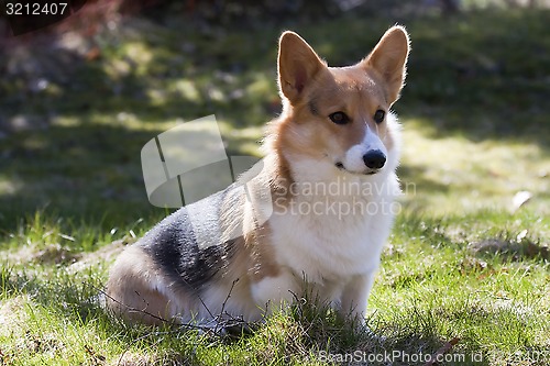 Image of sitting dog