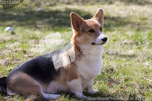 Image of sitting dog