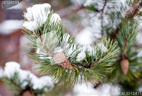 Image of pine cone