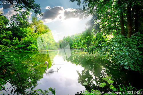 Image of Swan on calm river