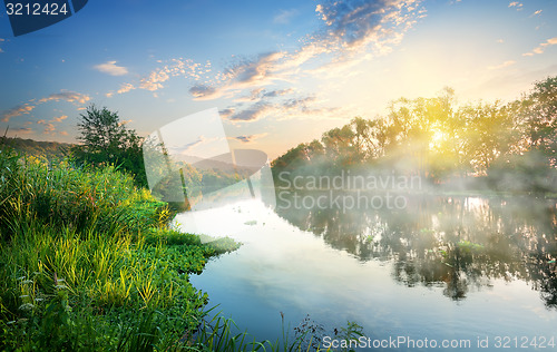 Image of Reeds by the river