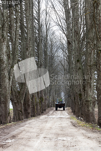 Image of Lime tree alley with tractor on road